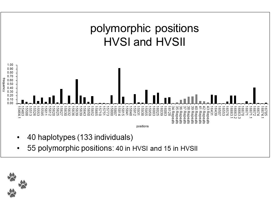 Canine mtDNA control region polymorphic positions